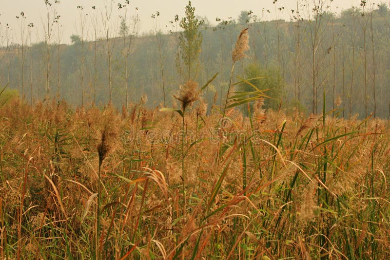 Lingbao wetland is located two kilometers north of Lingbao high speed rail station. Wetland is an ecological system with a variety of unique functions on the earth. It not only provides a large amount of food, raw materials and water resources for human beings, but also maintains ecological balance, conservation of biodiversity and rare species resources, and conservation of water source, flood control and drought control, degradation of pollution to regulate climate, supplement of groundwater, control soil erosion and so on. The surface plays an important role. Therefore, wetlands are praised as &#x22;kidney of the earth&#x22; and &#x22;natural reservoir&#x22; by experts. Lingbao wetland is located two kilometers north of Lingbao high speed rail station. Wetland is an ecological system with a variety of unique functions on the earth. It not only provides a large amount of food, raw materials and water resources for human beings, but also maintains ecological balance, conservation of biodiversity and rare species resources, and conservation of water source, flood control and drought control, degradation of pollution to regulate climate, supplement of groundwater, control soil erosion and so on. The surface plays an important role. Therefore, wetlands are praised as &#x22;kidney of the earth&#x22; and &#x22;natural reservoir&#x22; by experts.