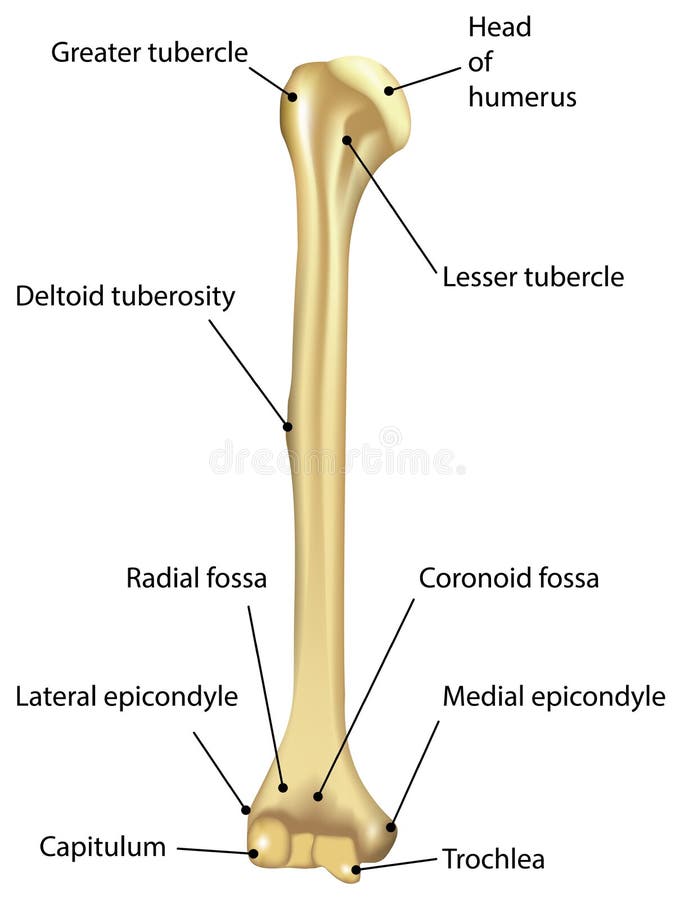 Humerus Labeled Diagram Stock Vector - Image: 39899796