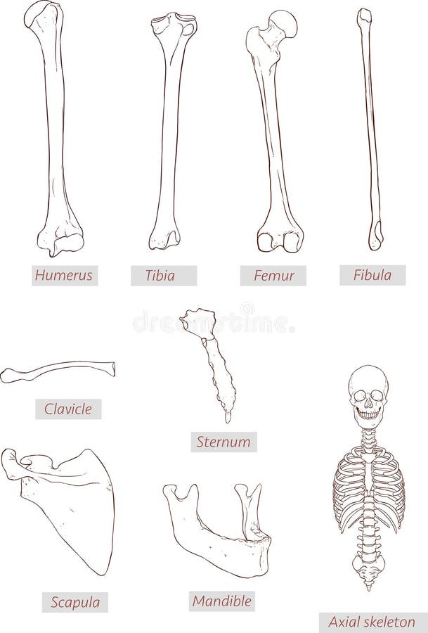 Humerus, piszczel, femur, fibula, clavicle, mostek, scapula, żuchwa, osiowy kościec wyszczególniał medyczne ilustracje ilustracji Humerus, piszczel, femur, fibula, clavicle, mostek, scapula, żuchwa, osiowy kościec wyszczególniał medyczne ilustracje ilustracji