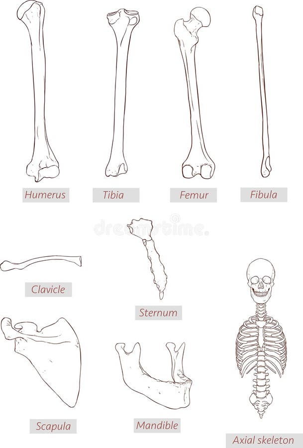 Humerus,tibia,femur,fibula,clavicle,sternum,scapula,mandible,axial skeleton detailed medical illustrations .