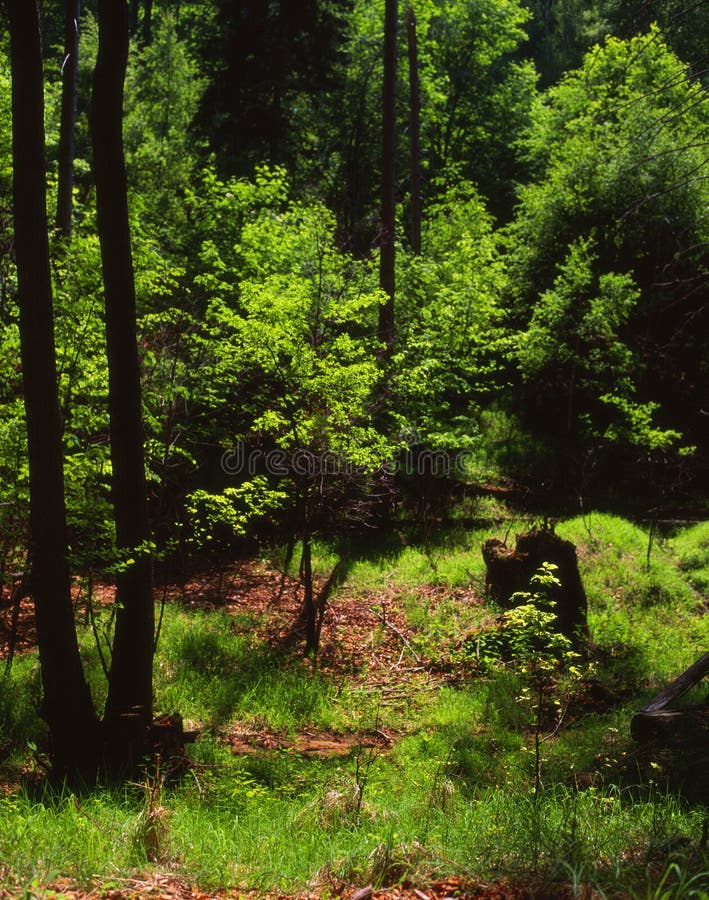 Humeur de source dans les bois images stock Humeur de source dans les bois images stock