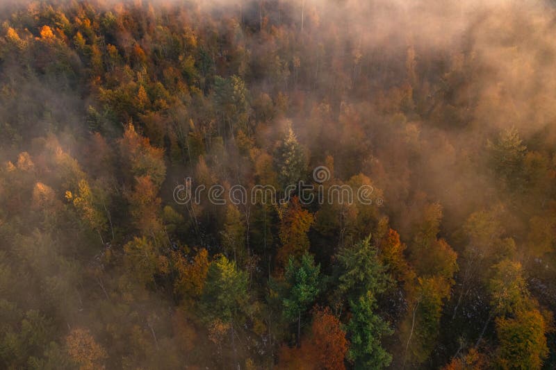 Humid and Healthy Forests are the Lungs of Our Stock Image