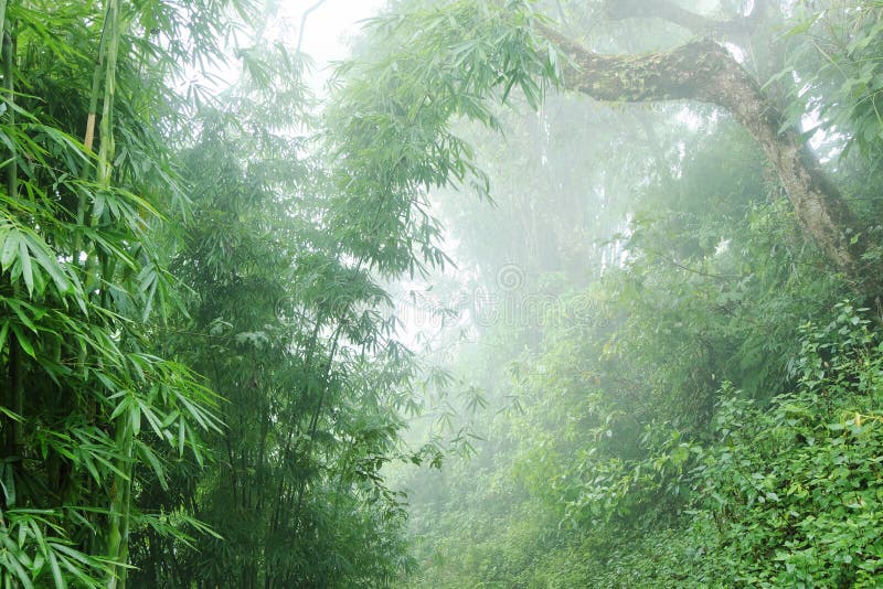 The humid jungle in the mountains