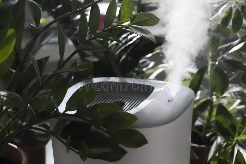 La Vapeur De L'humidificateur Humidifie L'air Sec Entouré De Plantes  D'intérieur D'intérieur Soins Des Plantes De Jardin