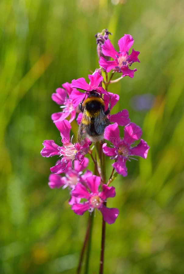 Humlasammanträde på den lösa blomman fotografering för bildbyråer Humlasammanträde på den lösa blomman fotografering för bildbyråer