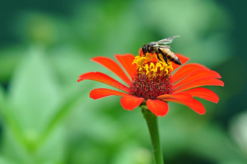Hummel, die Polen von Zinnia Elegans-Blume erfasst lizenzfreie stockfotografie Hummel, die Polen von Zinnia Elegans-Blume erfasst lizenzfreie stockfotografie