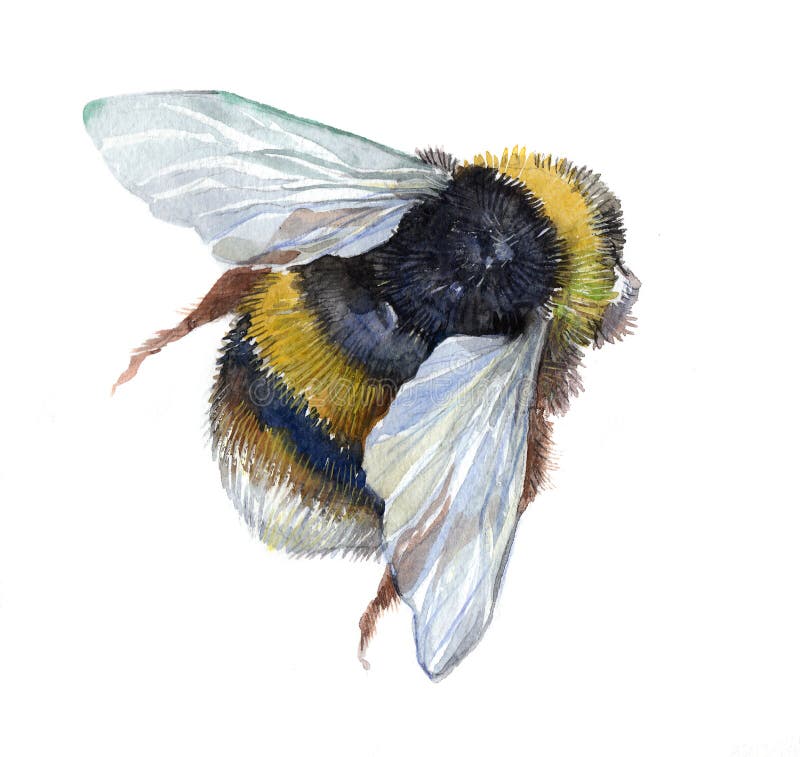 Hummel-Insektentier des Aquarells einzelnes lizenzfreie abbildung