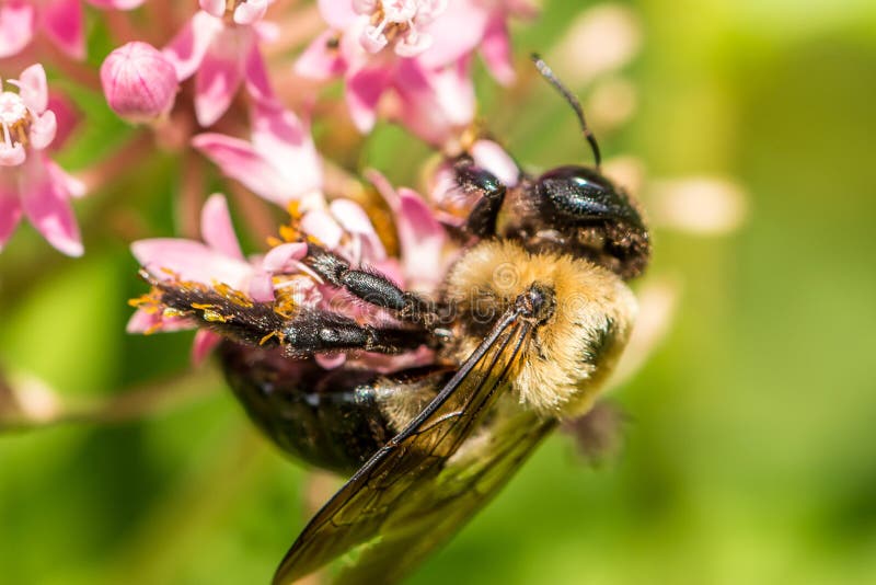 Hummel und Milkweed stockfoto Hummel und Milkweed stockfoto