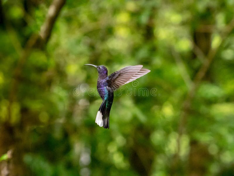 Humminbird in the Cloud forest of Monteverde, Costa Rica. Humminbird in the Cloud forest of Monteverde, Costa Rica