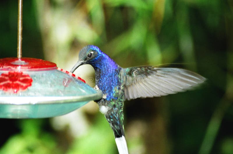 Blue tropical humming bird in Central America