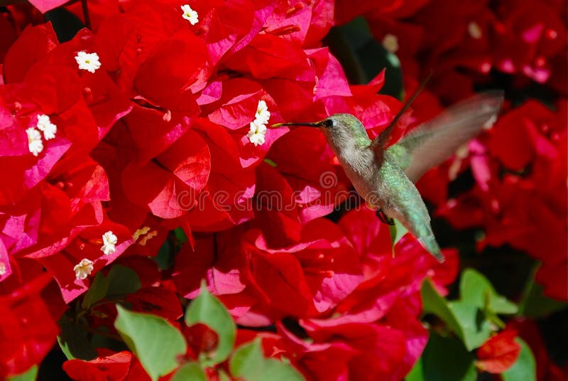 Green humming bird feeding on bougainvillea