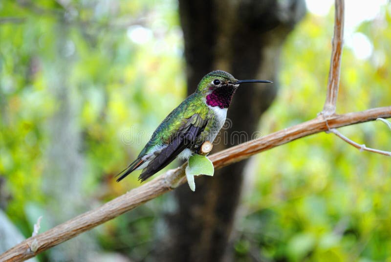 A small Humming bird perched on a branch