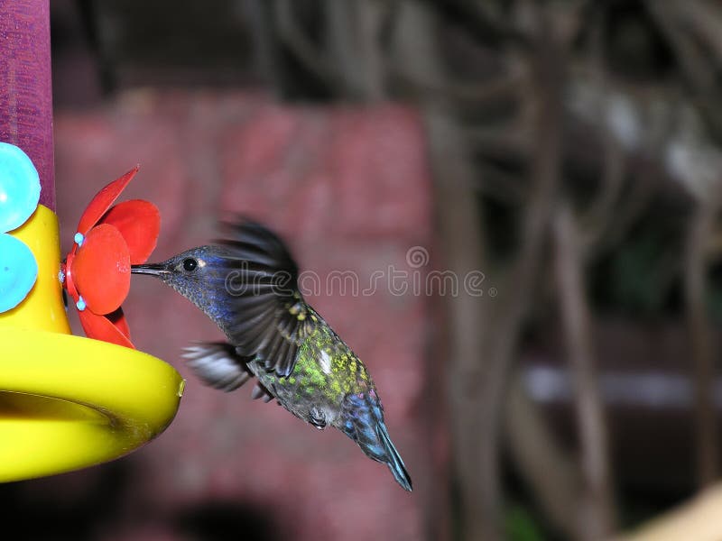 A humming bird feeding from an artificial flower.