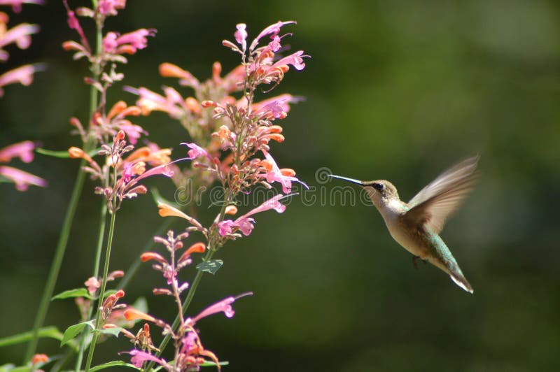 Humming bird stops by for a drink of nectar