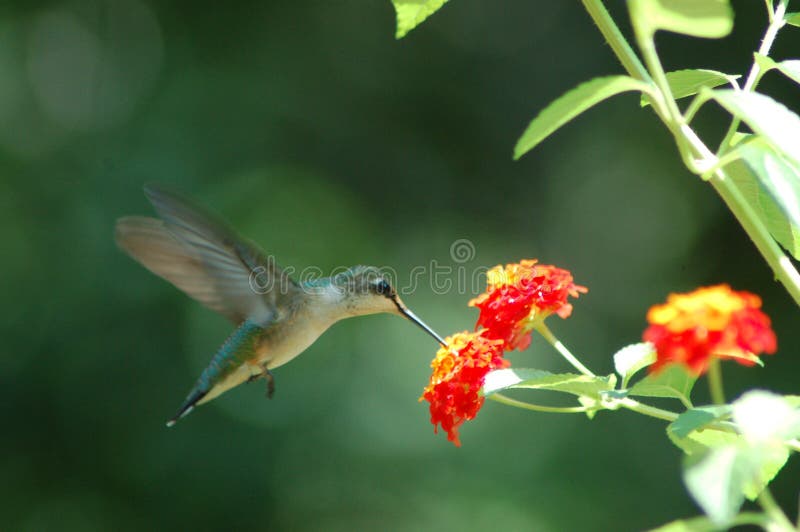 Humming Bird takes a nip of nectar