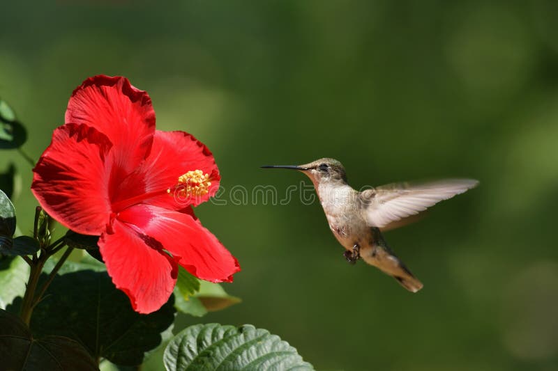 Landscape view of a humming bird approaching a red flower. Landscape view of a humming bird approaching a red flower.