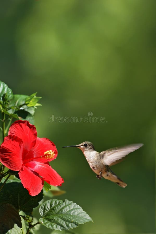 Portrait view of a humming bird approaching a red flower. Portrait view of a humming bird approaching a red flower.