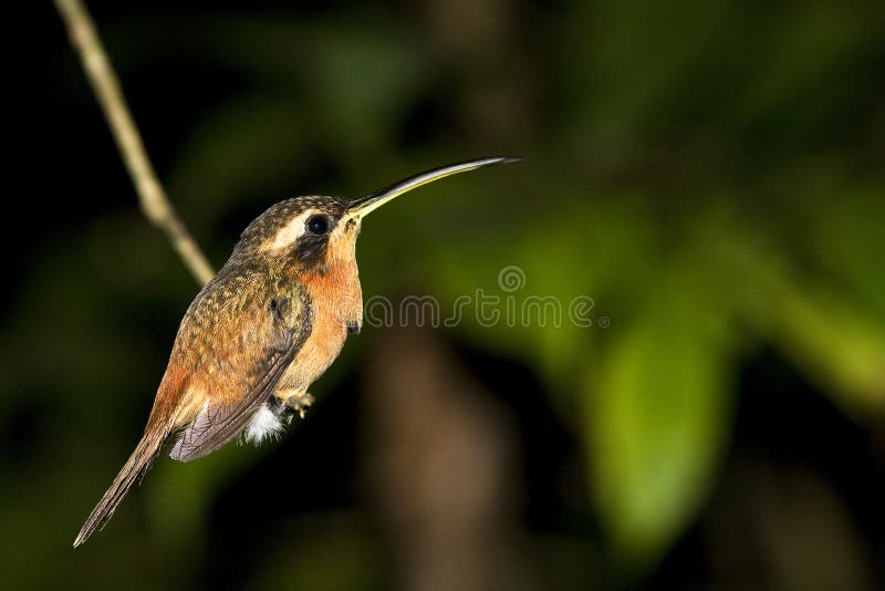 Humming bird on a small branch at night in the Bolivian rain forest this small birds are also called colibri green background with copy space. Humming bird on a small branch at night in the Bolivian rain forest this small birds are also called colibri green background with copy space