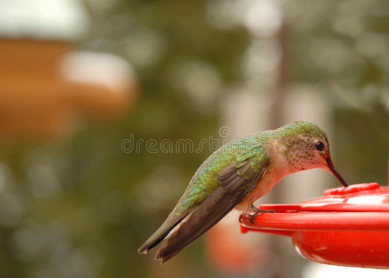 A humming bird drinking from a feeder.