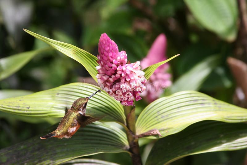 Humming Bird drinking from a Flower, Monteverde, Costa Rica