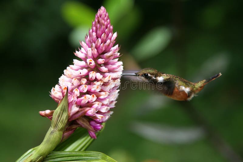 Humming Bird drinking from a Flower, Monteverde, Costa Rica