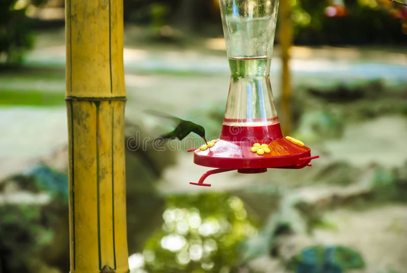 Humming bird eating mid flight