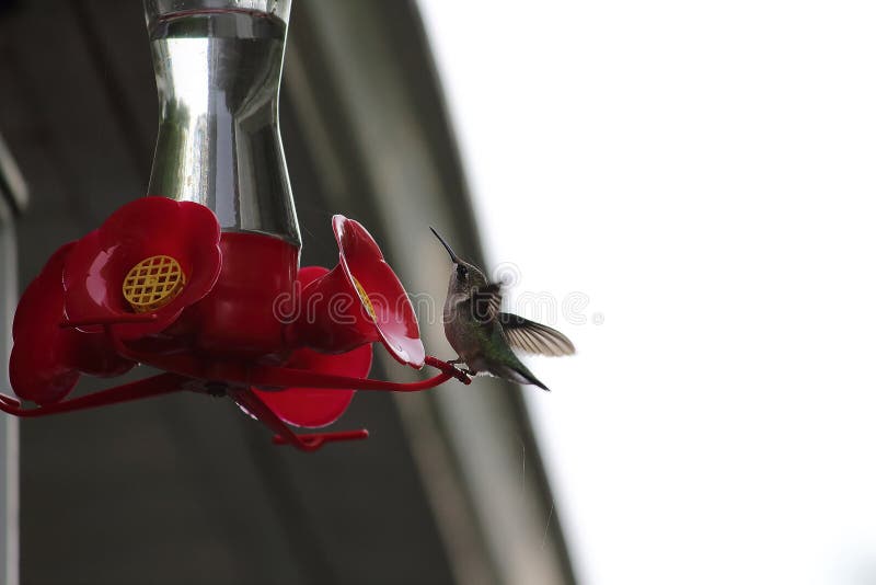 Humming Bird at the Feeder Too Stock Image Image of harbor, fall