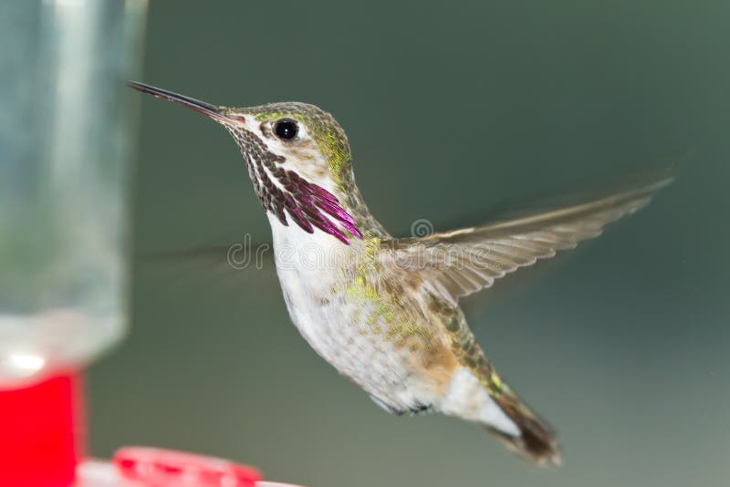 Beautiful male humming bird feeding with a green out of focus natural background