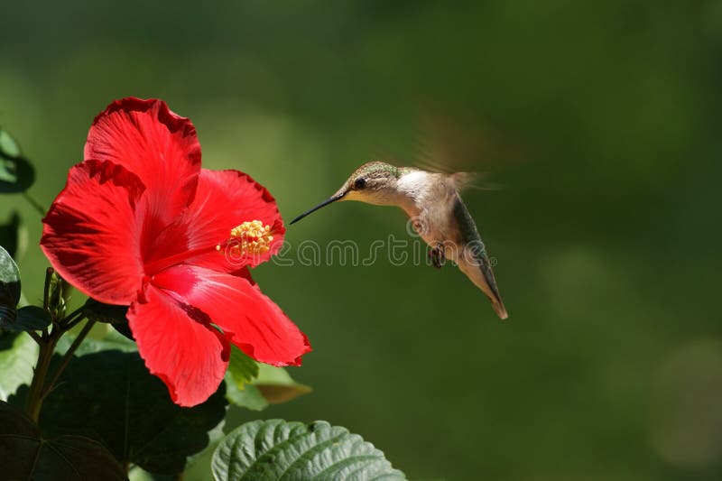 Landscape view of a humming bird feeding on a red flower. Landscape view of a humming bird feeding on a red flower.