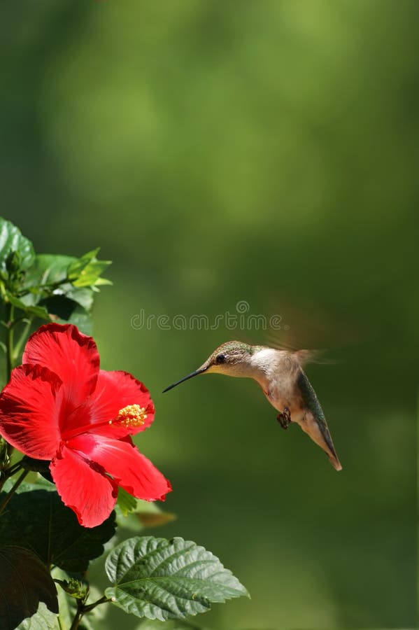 Portrait view of a humming bird feeding on a red flower. Portrait view of a humming bird feeding on a red flower.