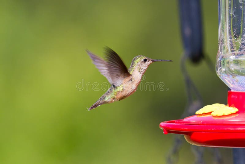 Humming bird feeding on a home feeder with simple syrup