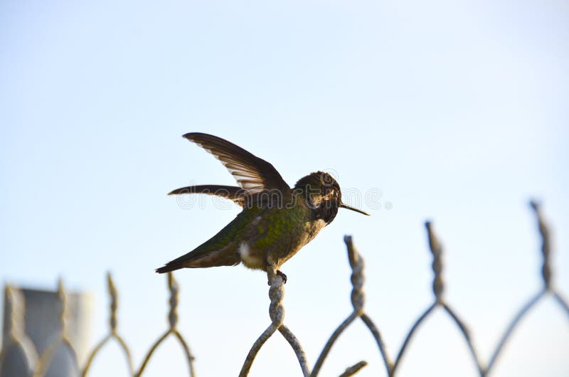 A small humming bird is still on the top of a fence on a sunny day. A small humming bird is still on the top of a fence on a sunny day.