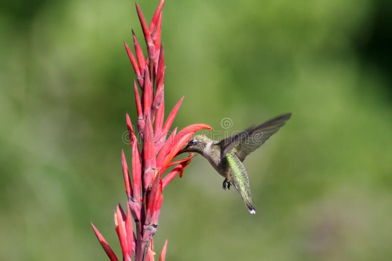 Humming bird flying around a red orange flower to feed. Humming bird flying around a red orange flower to feed