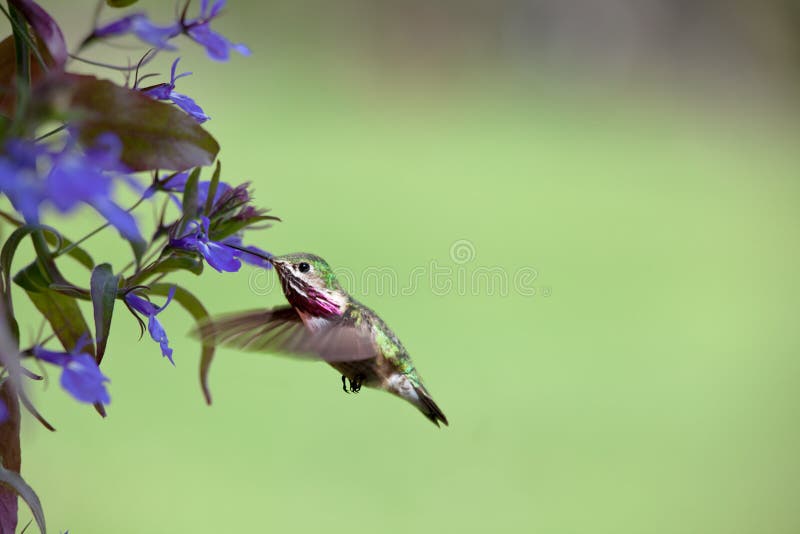 Spring time in Idaho, small humming bird looking for nectar in flowers. Spring time in Idaho, small humming bird looking for nectar in flowers