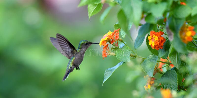 Humming bird in french west indies