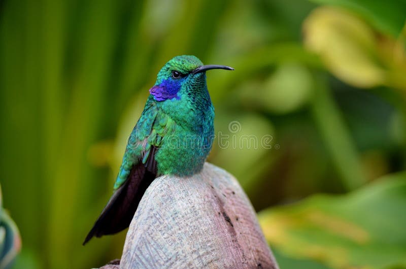 Green beautiful humming bird from the tropics