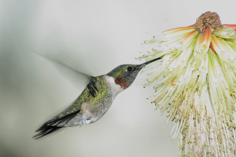 Humming Bird humming at yellow red flower. Humming Bird humming at yellow red flower