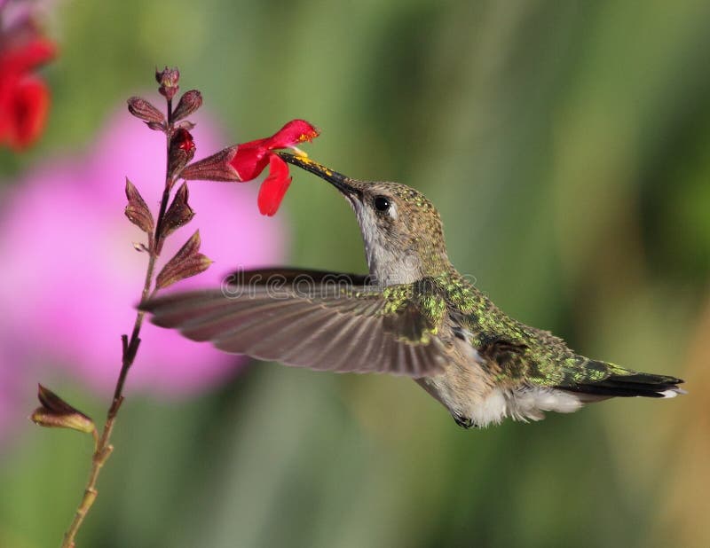 Humming Bird from Palomino Valley Nevada