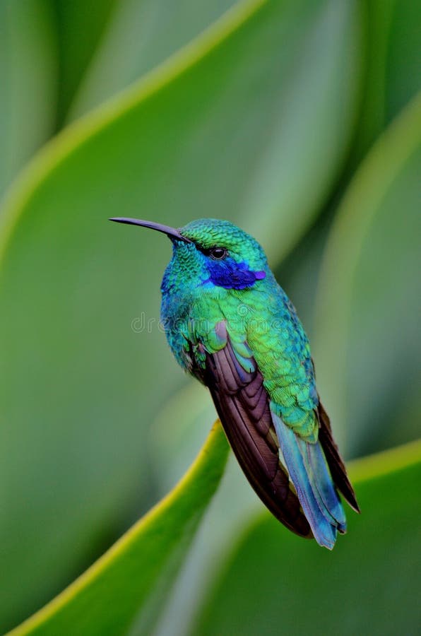 Green beautiful humming bird from the tropics. Green beautiful humming bird from the tropics