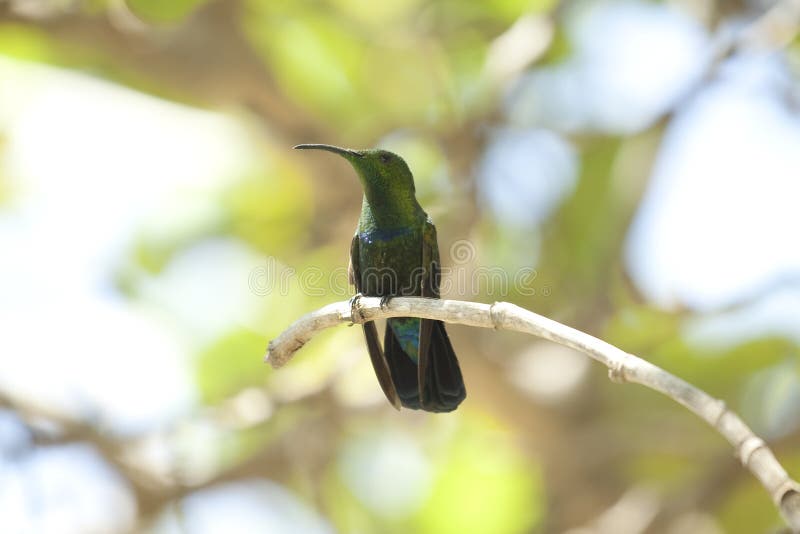 Humming bird standing on a tree branch. Humming bird standing on a tree branch