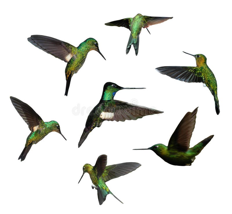 Humming birds stock image