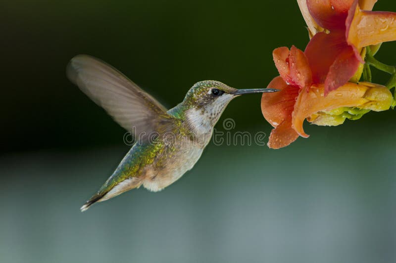 Tiny little humming bird feeding on a flowers necktar. Tiny little humming bird feeding on a flowers necktar