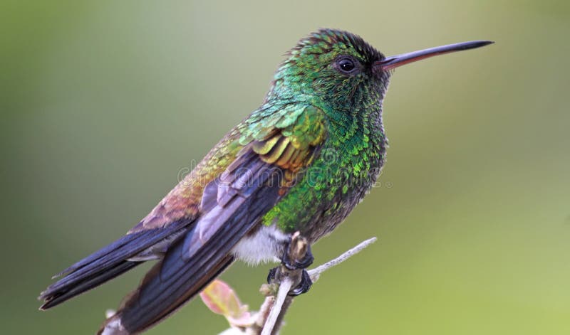 Colibrí ()  Bosque reservar.