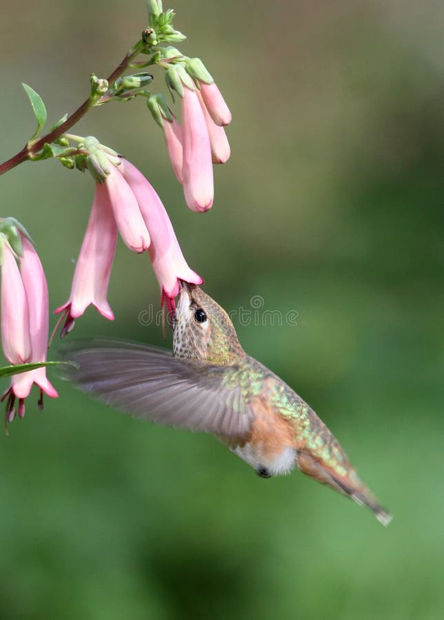 Hummingbird