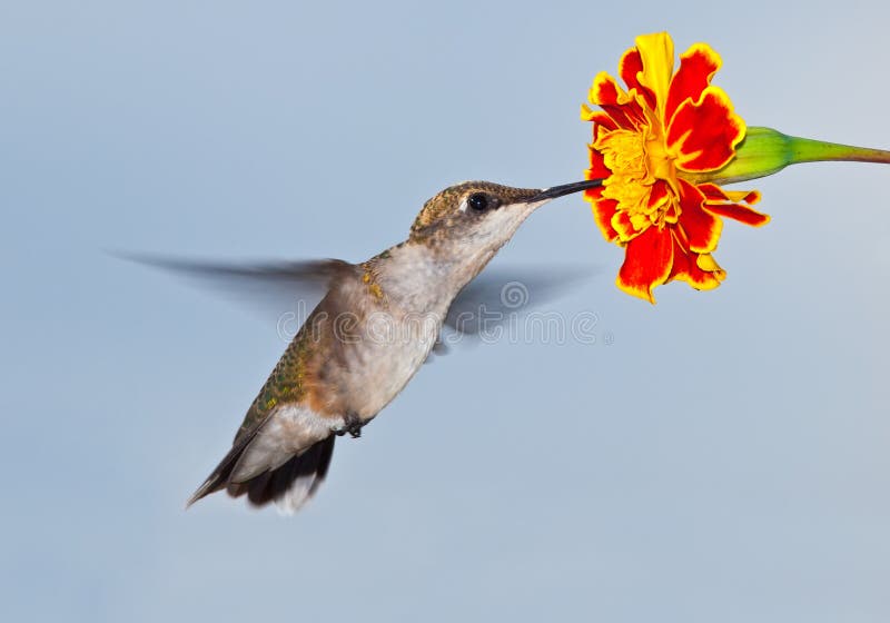 Hummingbird