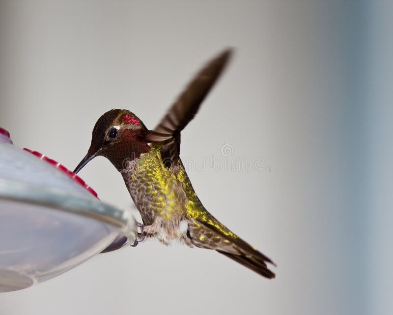 Hummingbird standing and hovering at a feeder