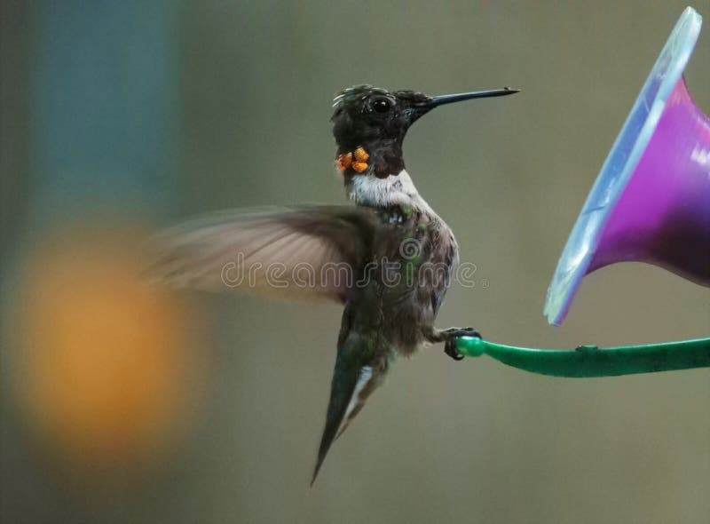 Hummingbird 2 stock photos