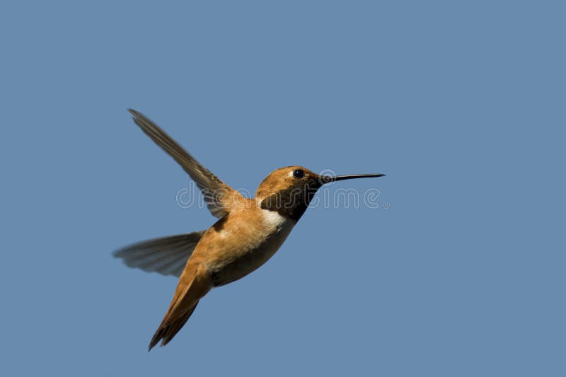 Hummingbird stock photo