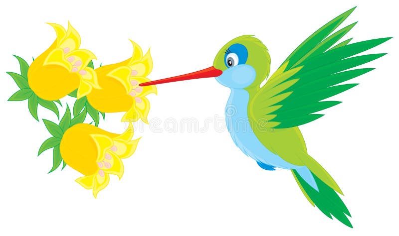 Hummingbird royalty free illustration