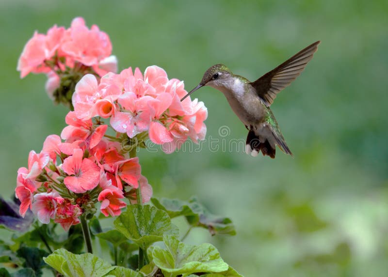 Colibrí alimentación sobre el flor.